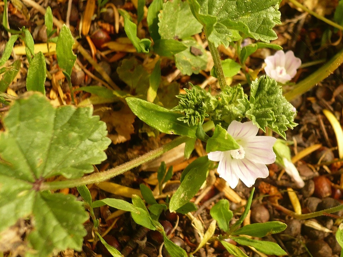 Malva neglecta (Malvaceae)